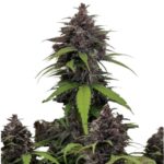 Fast Buds Purple Haze Auto