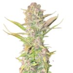 Fast Buds Purple Haze Auto 2