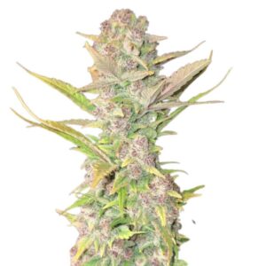 Fast Buds Purple Haze Auto 2