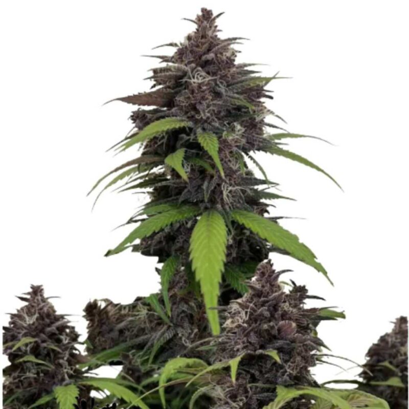 Fast Buds Purple Haze Auto