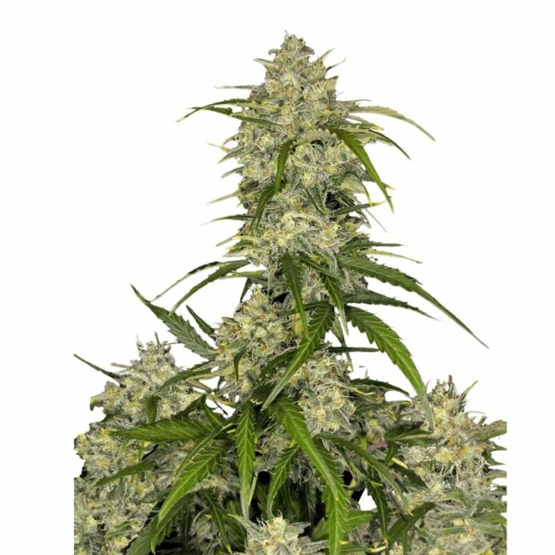 Fast Buds Sour Jealousy Auto