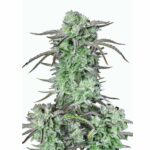 Fast Buds Strawberry Banana Auto