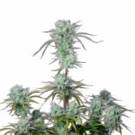 Fast Buds Strawberry Banana Auto 2