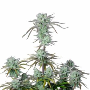 Fast Buds Strawberry Banana Auto 2