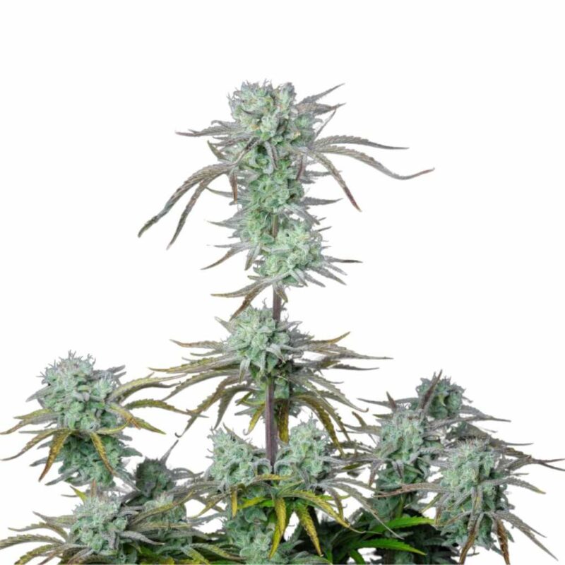 Fast Buds Strawberry Banana Auto 2