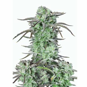 Fast Buds Strawberry Banana Auto