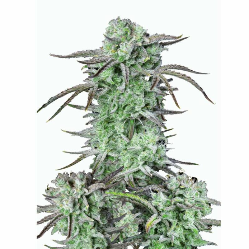 Fast Buds Strawberry Banana Auto