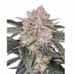 Fast Buds Strawberry Gorilla Auto