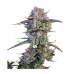 Fast Buds Strawberry Gorilla Auto 2