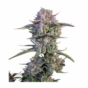 Fast Buds Strawberry Gorilla Auto 2