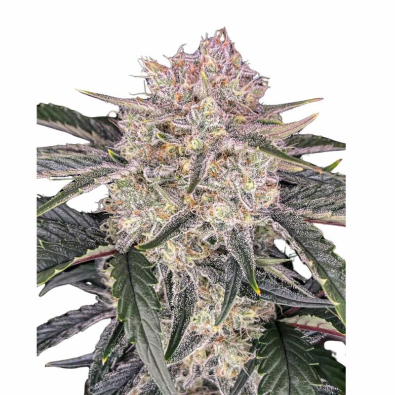Fast Buds Strawberry Gorilla Auto