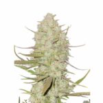 Fast Buds Tropicanna Cookies Auto