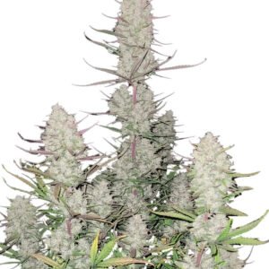 Fast Buds Tropicana Cookies Auto 3er Pack