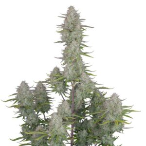 Fast Buds Wedding Cheesecake Auto 2