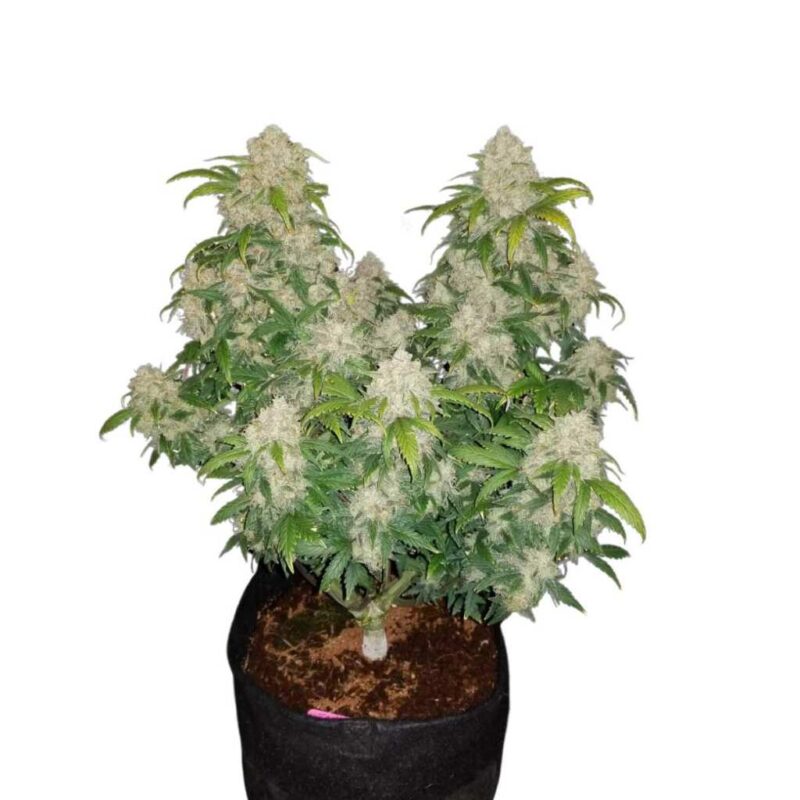 Fast Buds Zkittlez Auto 2