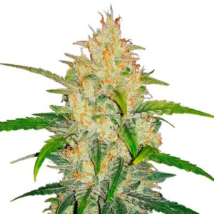 Fast Buds Zkittlez Auto