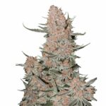 Fast Buds Ztrawberriez Auto