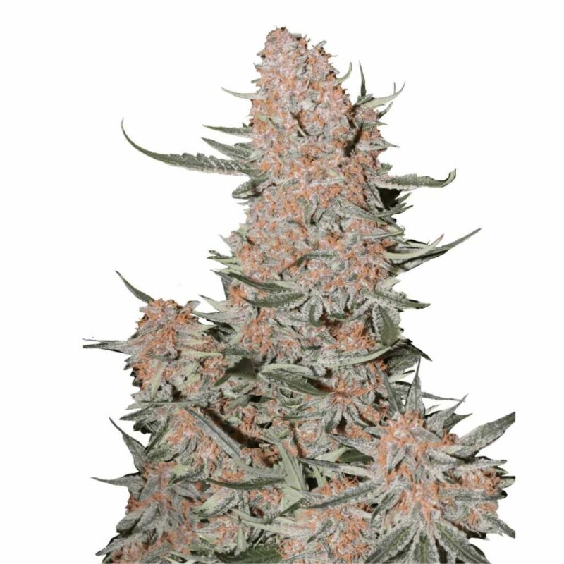 Fast Buds Ztrawberriez Auto