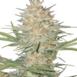 Fast Buds Zup Auto