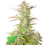 Fast Buds Zup Auto 2