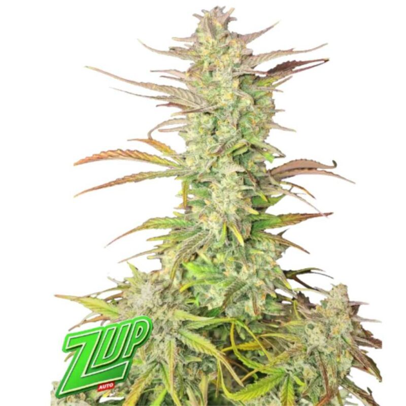 Fast Buds Zup Auto 2