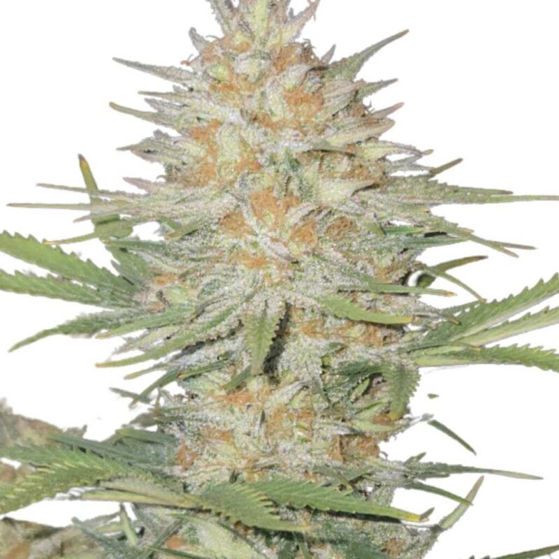 Fast Buds Zup Auto