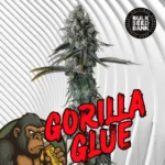 Gorilla Glue Cannabis Stecklinge