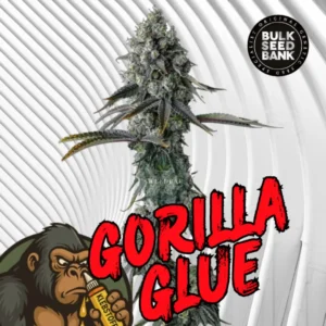 Gorilla Glue Cannabis Stecklinge