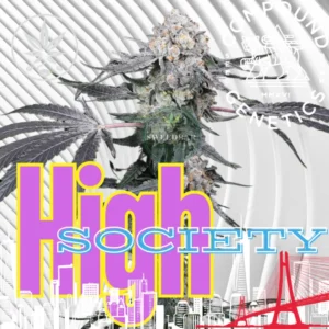 High Society Cannabis Stecklinge