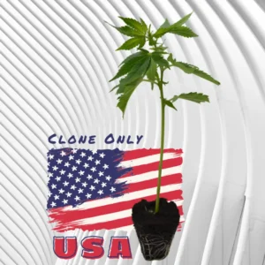 Lemon Thai Amnesia Cannabis Stecklinge