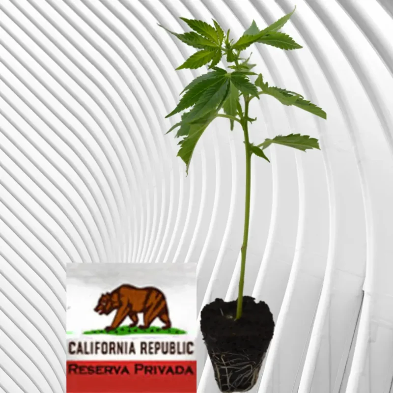 OG Kush Cannabis Stecklinge