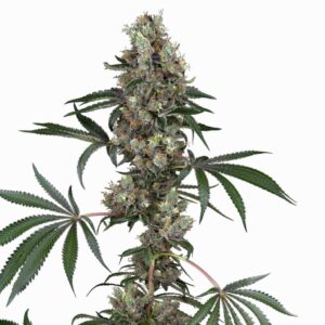 Sensi Seeds Chemberries