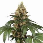 Sensi Seeds Chocolate Rainbow XXL