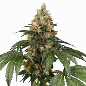 Sensi Seeds Chocolate Rainbow XXL