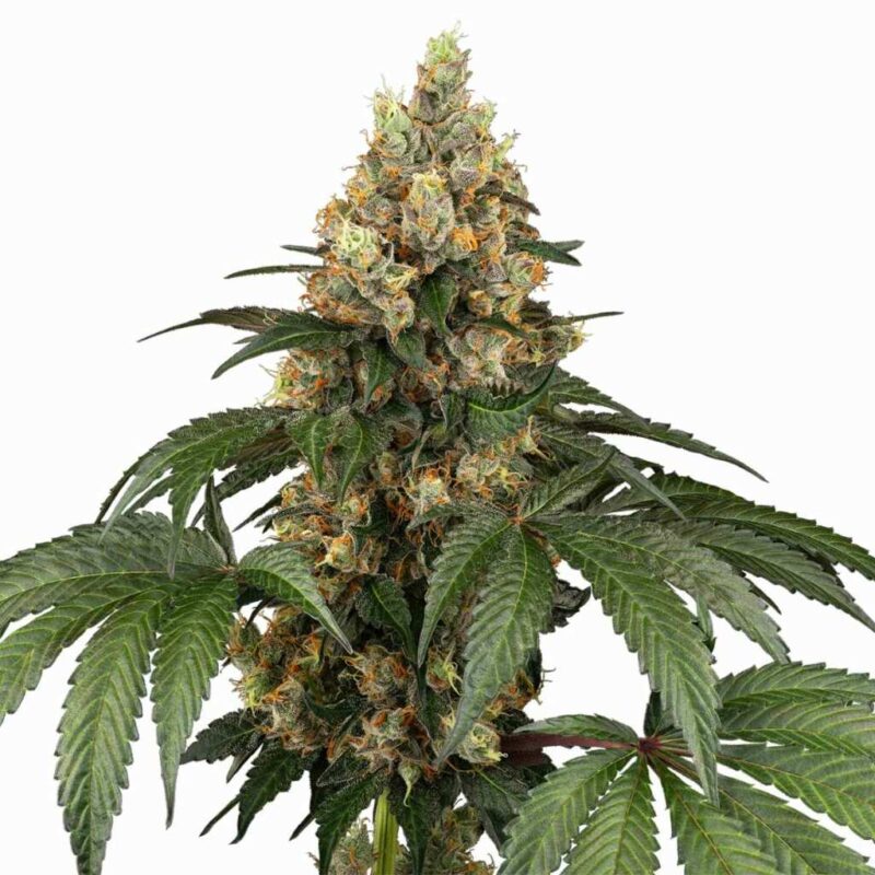 Sensi Seeds Chocolate Rainbow XXL