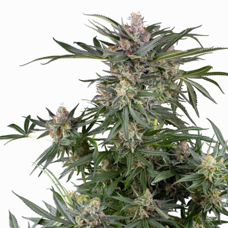 Sensi Seeds Dosimosa