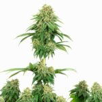Sensi Seeds Girl Scout Cookies