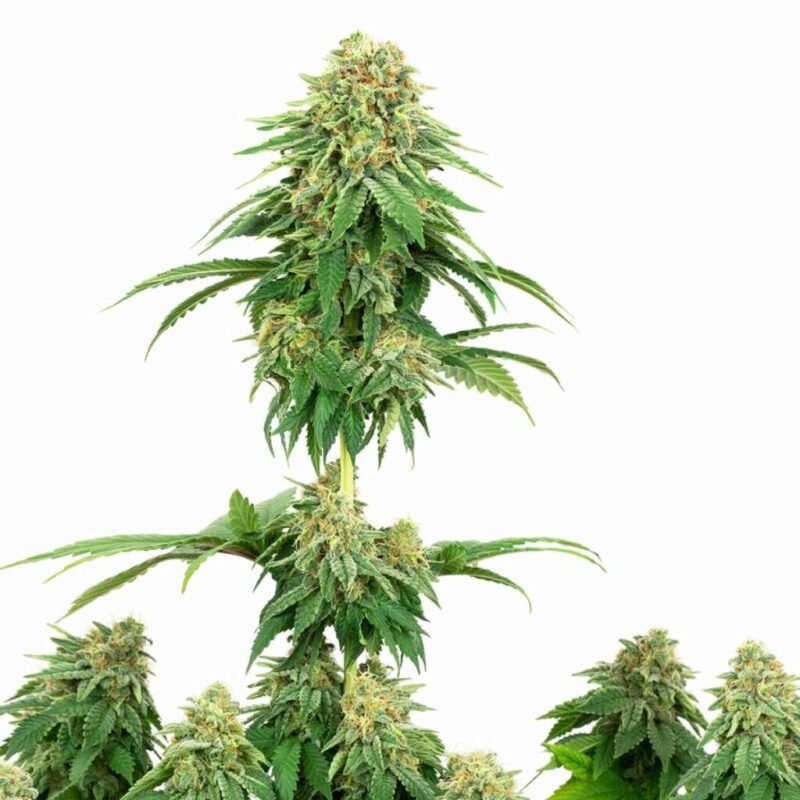 Sensi Seeds Girl Scout Cookies