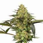 Sensi Seeds Grapevine Candy