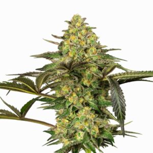 Sensi Seeds Grapevine Candy