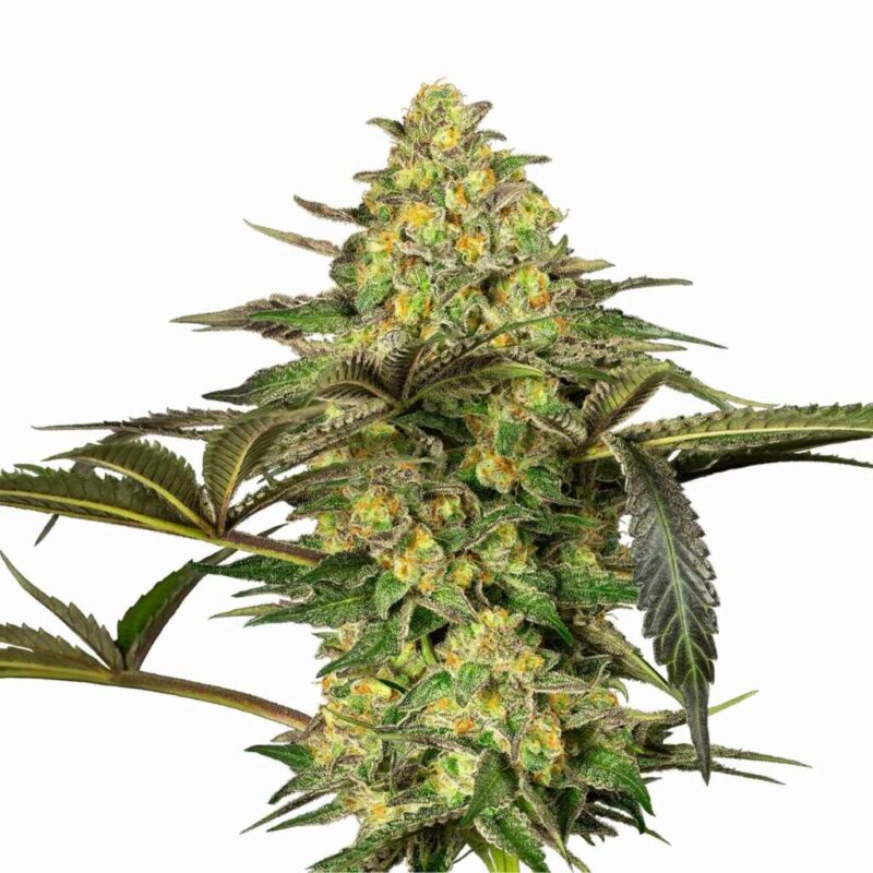 Sensi Seeds Grapevine Candy