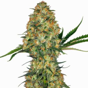 Sensi Seeds Hindu Kush