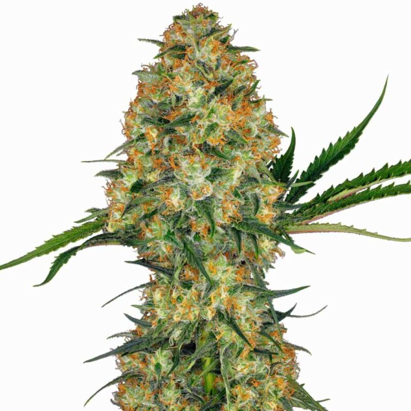 Sensi Seeds Hindu Kush