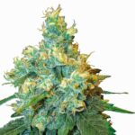 Sensi Seeds Jack Herer