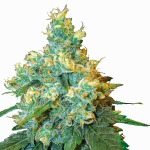 Sensi Seeds Jack Herer