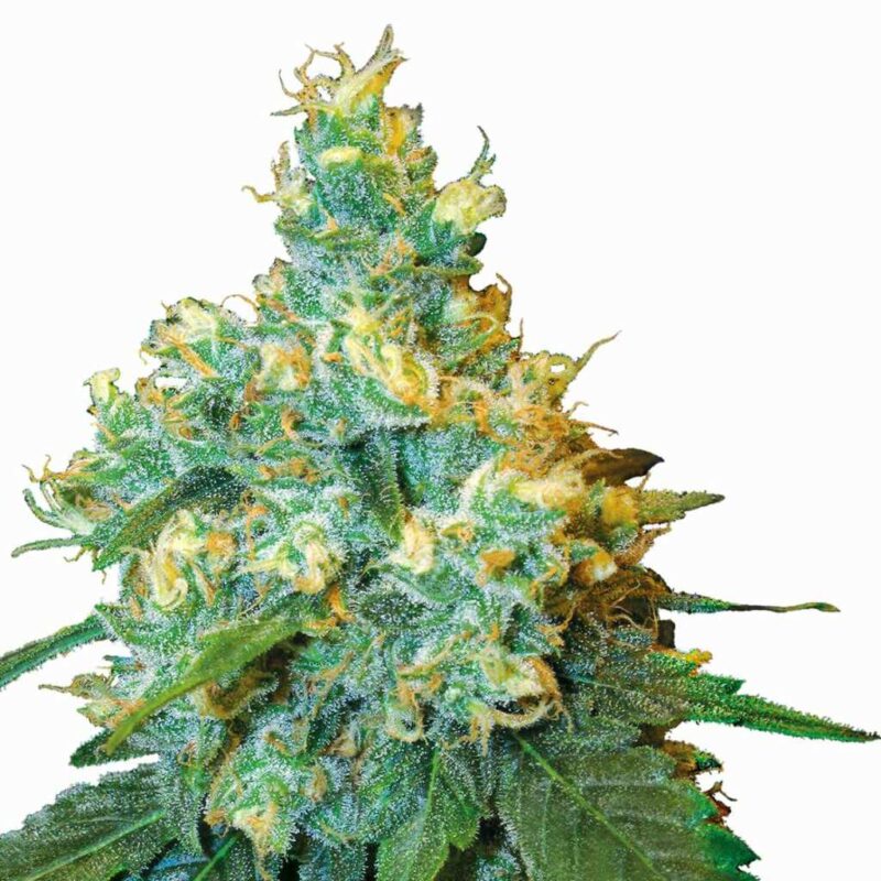 Sensi Seeds Jack Herer