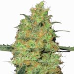 Sensi Seeds Master Kush