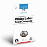 Sensi Seeds Master Kush 2