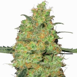 Sensi Seeds Master Kush