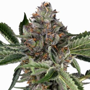 Sensi Seeds Papaya Jealousy